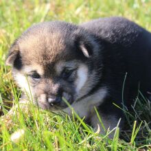 Shiba Inu Puppy Stacey