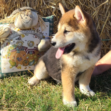 Shiba Inu Puppy Stacey