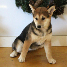 Shiba Inu Puppy Stacey