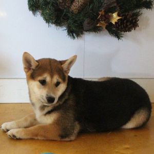 Shiba Inu Puppy Stacey