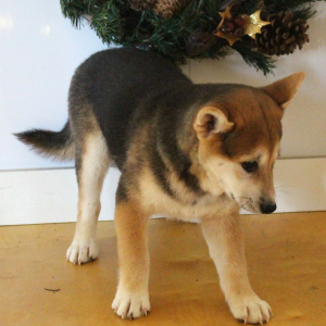 Shiba Inu Puppy Stacey