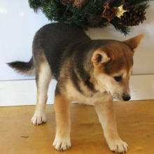 Shiba Inu Puppy Stacey