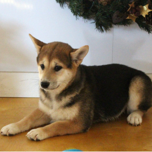 Shiba Inu Puppy Stacey