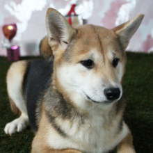 Shiba Inu Puppy Stacey