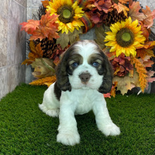 Cocker Spaniel Puppy Danny
