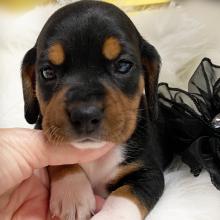 Beagle Puppy Black Beauty