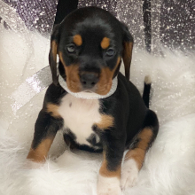 Beagle Puppy Black Beauty