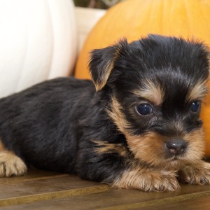 Silky Terrier Puppy Ken