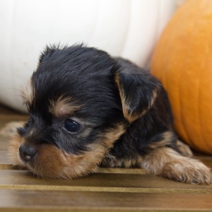 Silky Terrier Puppy Ken