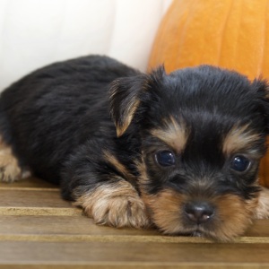 Silky Terrier Puppy Ken