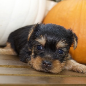 Silky Terrier Puppy Ken