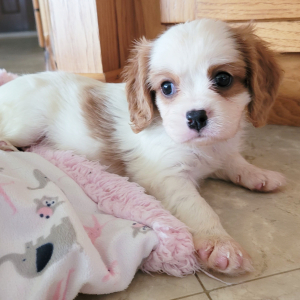 Cavalier King Charles Spaniel Puppy Danny