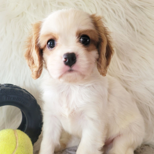 Cavalier King Charles Spaniel Puppy Danny