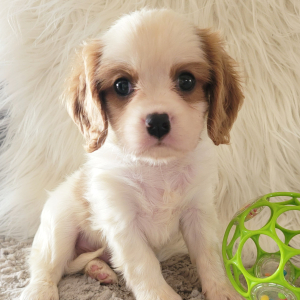 Cavalier King Charles Spaniel Puppy Danny
