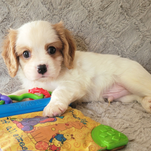 Cavalier King Charles Spaniel Puppy Danny