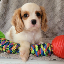 Cavalier King Charles Spaniel Puppy Danny