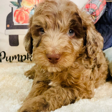 Aussiedoodle Puppy Paxton