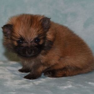 Pomeranian Puppy Peanut