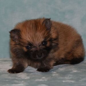 Pomeranian Puppy Peanut