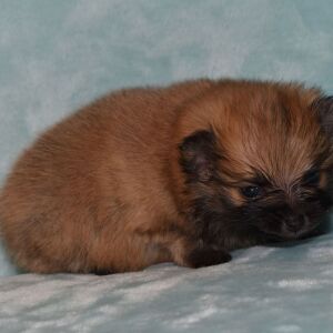 Pomeranian Puppy Peanut
