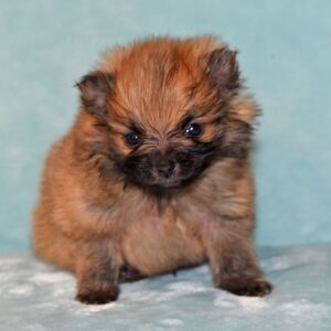 Pomeranian Puppy Peanut