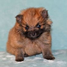 Pomeranian Puppy Peanut