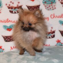 Pomeranian Puppy Peanut