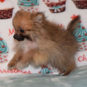 Pomeranian Puppy Peanut