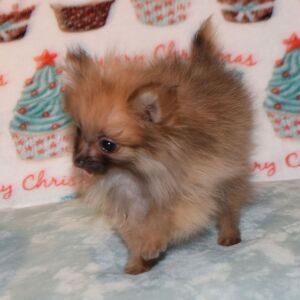 Pomeranian Puppy Peanut