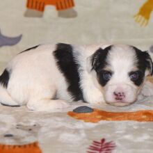 Yorkiepoo Puppy Morgan