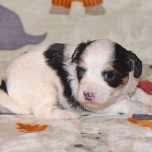 Yorkiepoo Puppy Morgan