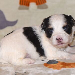 Yorkiepoo Puppy Morgan