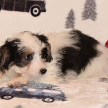 Yorkiepoo Puppy Morgan