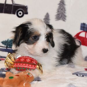 Yorkiepoo Puppy Morgan