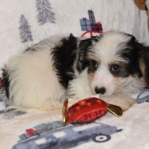 Yorkiepoo Puppy Morgan