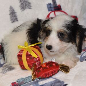 Yorkiepoo Puppy Morgan