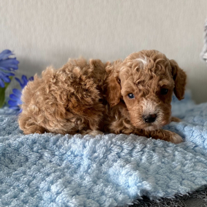 Poodle Puppy Lenny