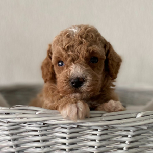 Poodle Puppy Lenny