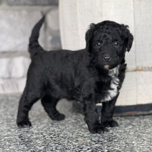 Labradoodle Puppy Sasha