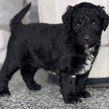 Labradoodle Puppy Sasha