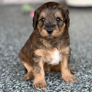 Labradoodle Puppy Skye