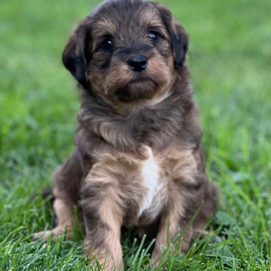 Labradoodle Puppy Skye