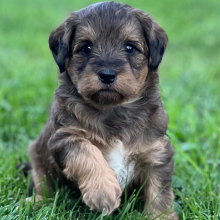 Labradoodle Puppy Skye