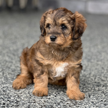 Labradoodle Puppy Skye