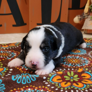 Australian Shepherd Puppy Rainy