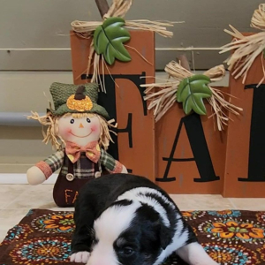 Australian Shepherd Puppy Rainy