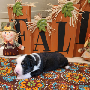 Australian Shepherd Puppy Rainy