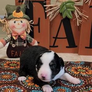 Australian Shepherd Puppy Rainy