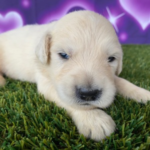 Golden Retriever Puppy Junior