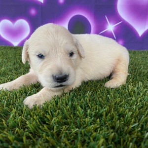 Golden Retriever Puppy Junior